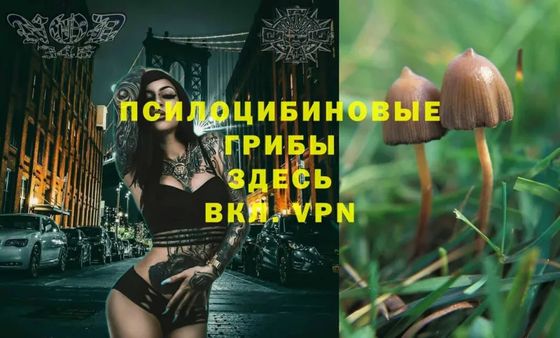 блэк спрут как зайти  Вилюйск  Псилоцибиновые грибы Magic Shrooms  хочу  